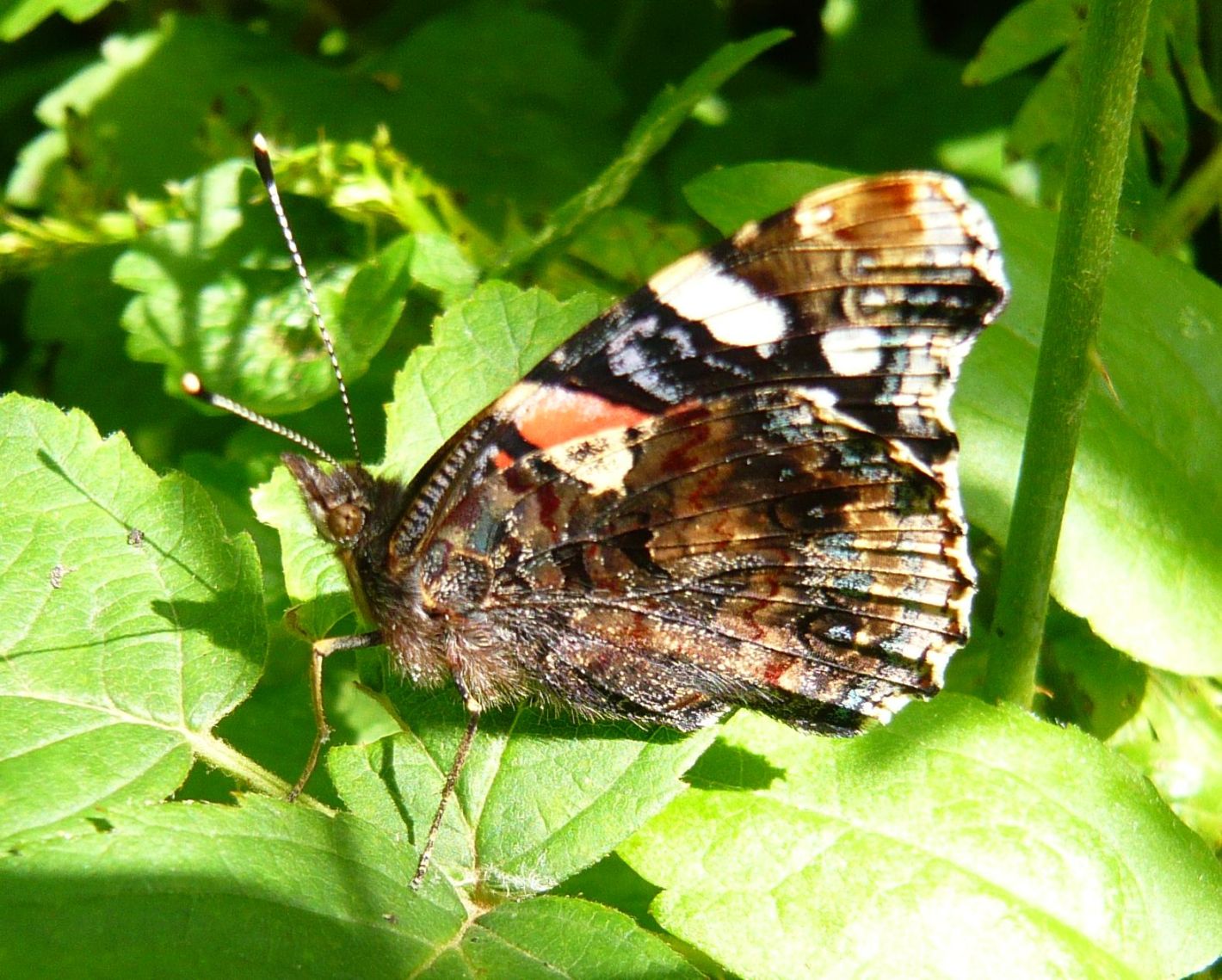 lepidottero da determinare - Vanessa atalanta